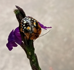 Orsilochides scurrilis