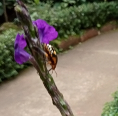 Orsilochides scurrilis