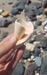 Macrostrombus costatus