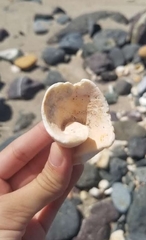 Macrostrombus costatus