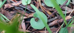 Corybas despectans