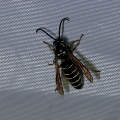 Dolichovespula arctica