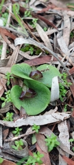 Corybas despectans