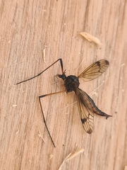 Dictenidia