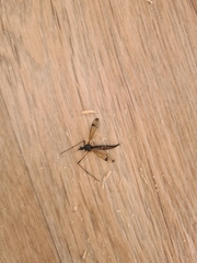 Dictenidia