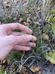 Lepidobolus preissianus