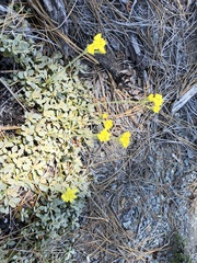 Eriogonum ternatum