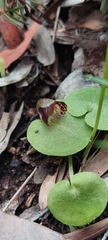 Corybas despectans