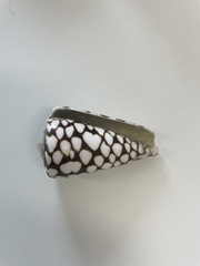 Conus marmoreus