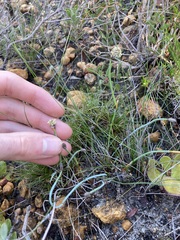 Lepidobolus preissianus