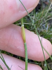 Lepidobolus preissianus