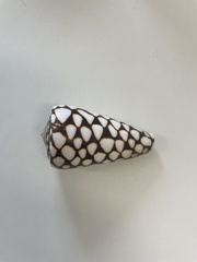Conus marmoreus