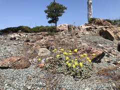 Eriogonum ternatum