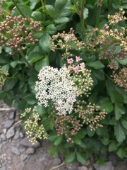 Ligusticum scothicum hultenii