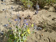 Salvia cedrosensis