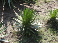 Agave ortgiesiana