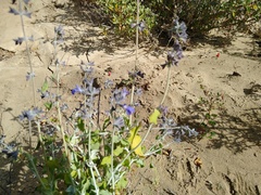 Salvia cedrosensis