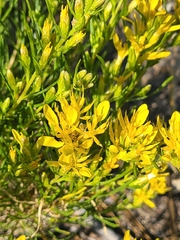Ericameria bloomeri