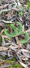 Corybas despectans