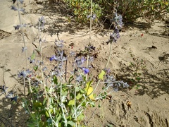 Salvia cedrosensis