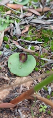 Corybas despectans