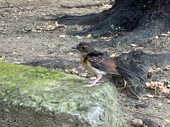 Copsychus malabaricus