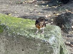 Copsychus malabaricus