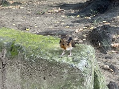 Copsychus malabaricus