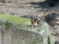 Copsychus malabaricus