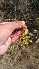 Asteraceae