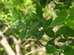 Bursera kerberi