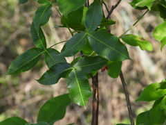 Bursera kerberi