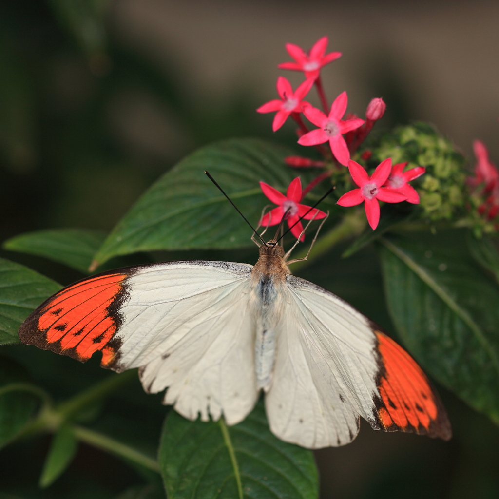 Great Orange Tip