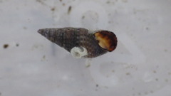 Bittiolum alternatum