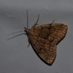 Zanclognatha dentata