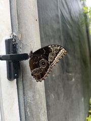 Morpho deidamia
