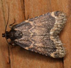 Aglossa