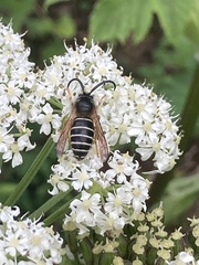 Dolichovespula albida