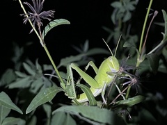 Chondracris