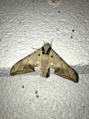 Ambulyx sericeipennis