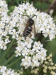 Dolichovespula albida