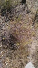 Asteraceae