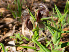 Pterostylis sanguinea