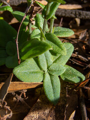 Pterostylis sanguinea