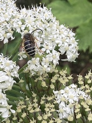 Dolichovespula albida
