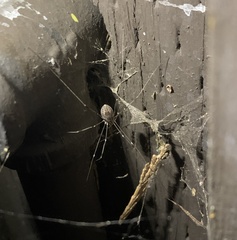 Leuronychus pacificus