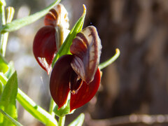 Pterostylis sanguinea