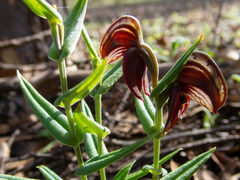 Pterostylis sanguinea