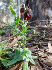 Pterostylis sanguinea