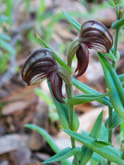 Pterostylis sanguinea